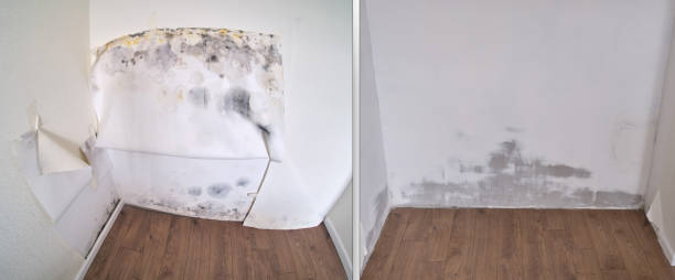 Certified Mold Removal in Gwinn, MI